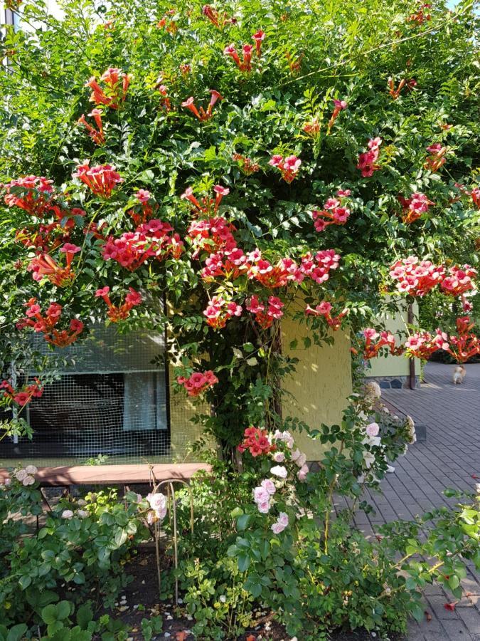 Vila Florena Garden Паланга Экстерьер фото